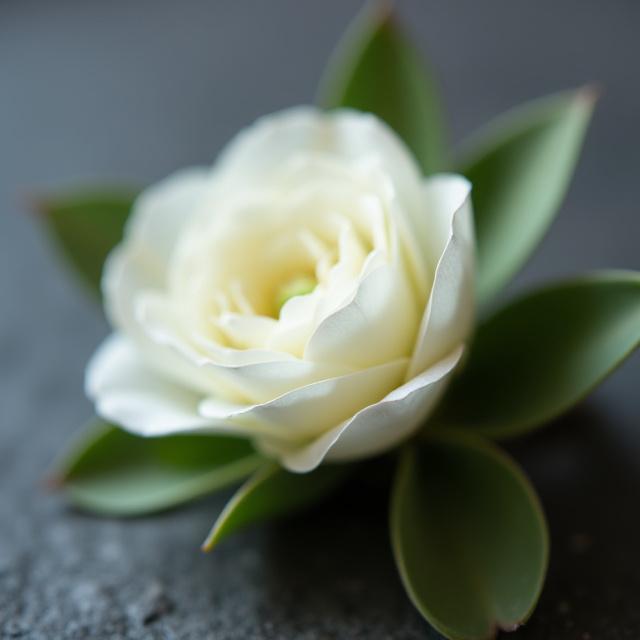A delicate groom's boutonniere with a white ranunculus and greenery.